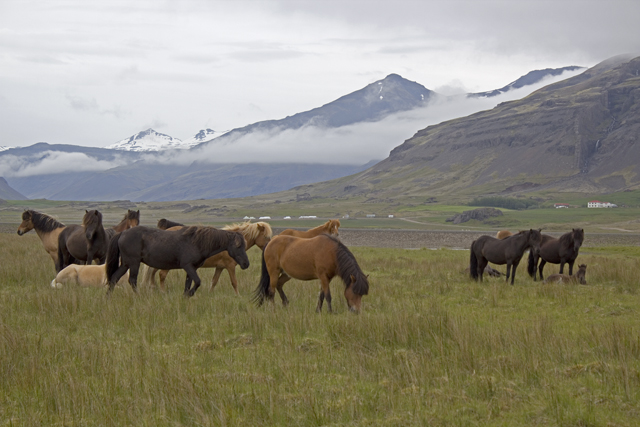 2011-07-06_09-25-33 island.jpg - Islandpferde